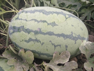 ʵ����أ��Ϲ��ࣩ
