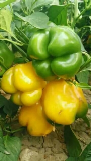 ʵ����أ��߲��ࣩ