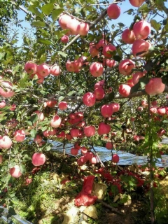 ����ʹ�ð���1