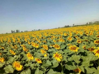 ʵ����أ�ũ����2��