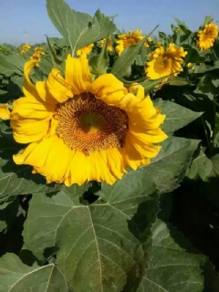 ʵ����أ�ũ����3��